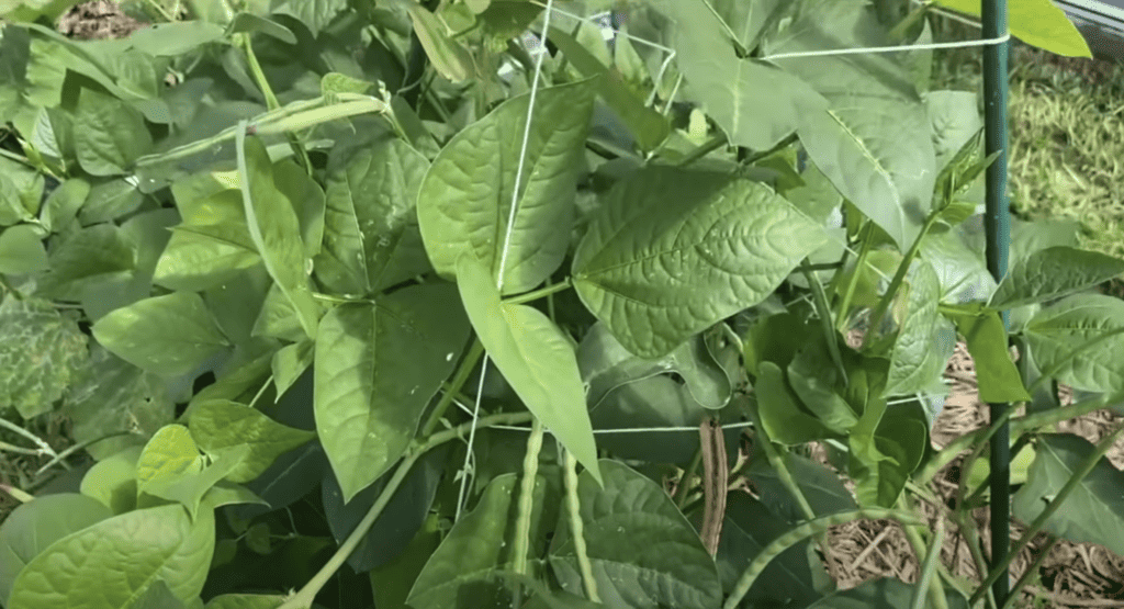 Cowpea plants